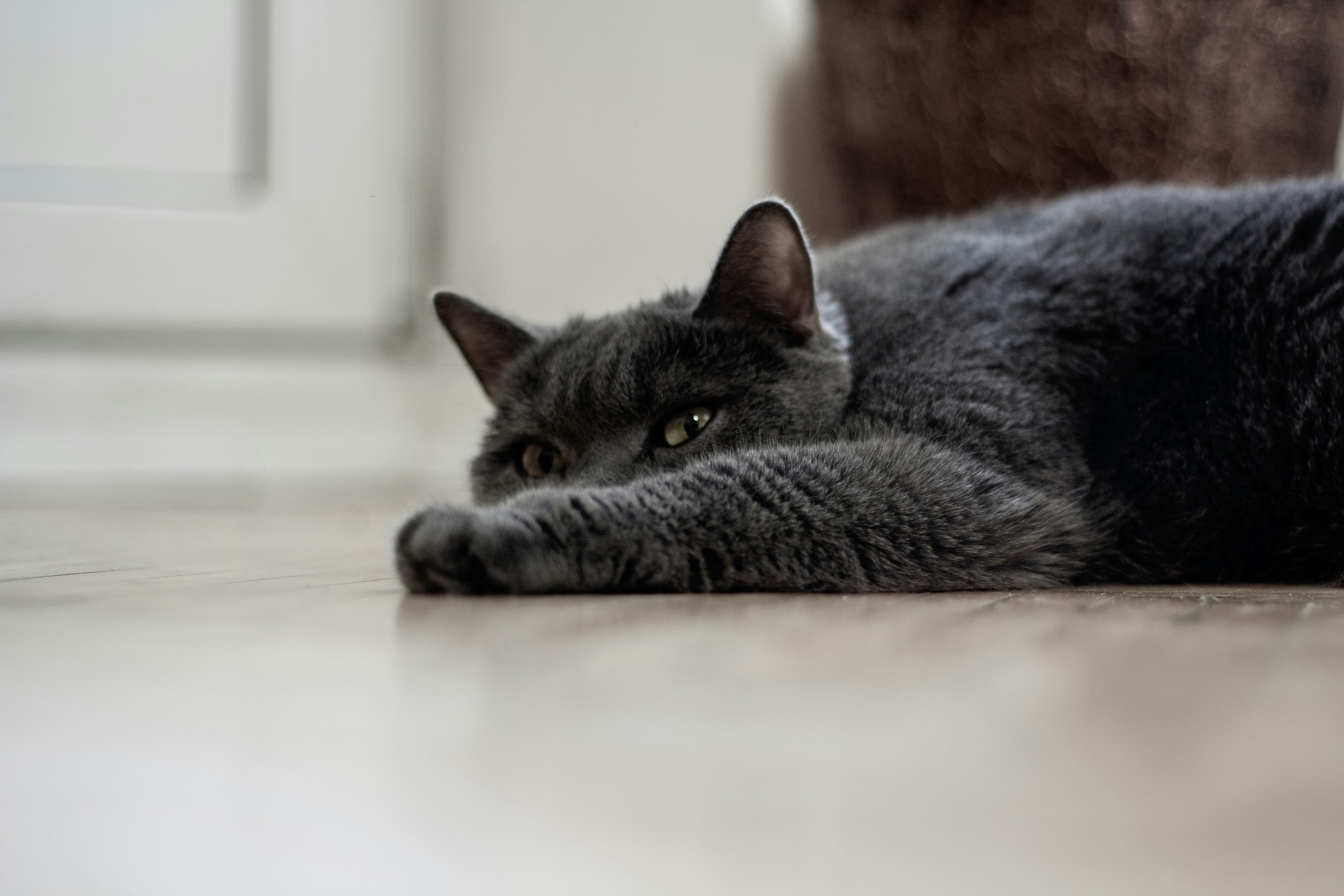 Graue Katze liegt entspannt auf einem hellen Holzboden im Innenraum und blickt neugierig zur Kamera