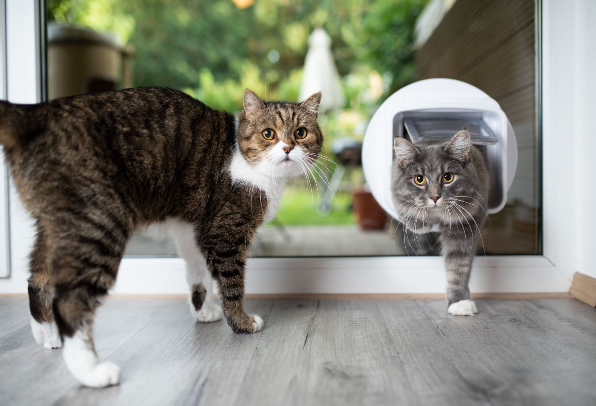 Zwei Katzen benutzen eine moderne Katzentür aus Glas – Haustierklappe für Wohnung und Garten, leise und sicher für Katzen.